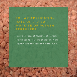 1KG Muriate of Potash Fertilizer 0-0-60