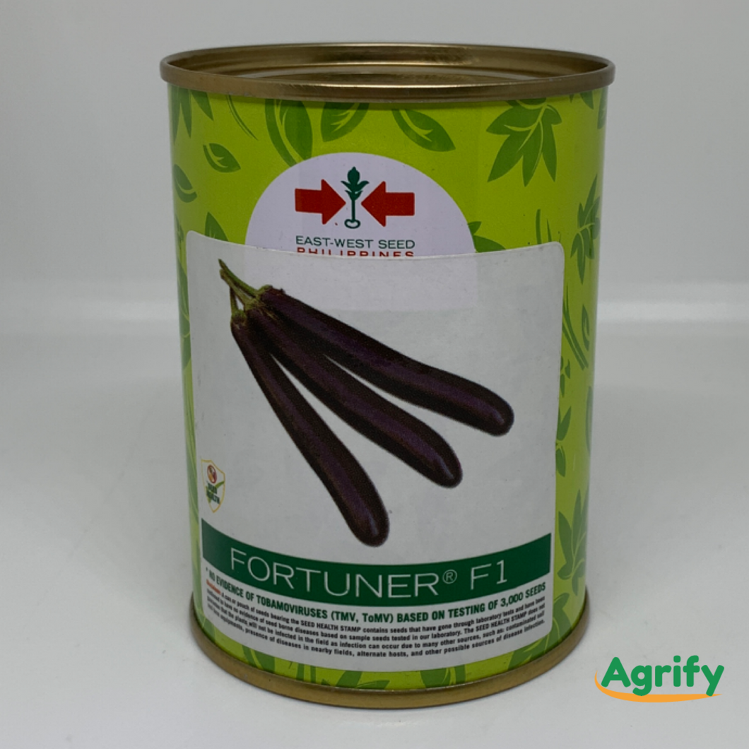 Eggplant Fortuner F1 Seeds East-west 50 Grams