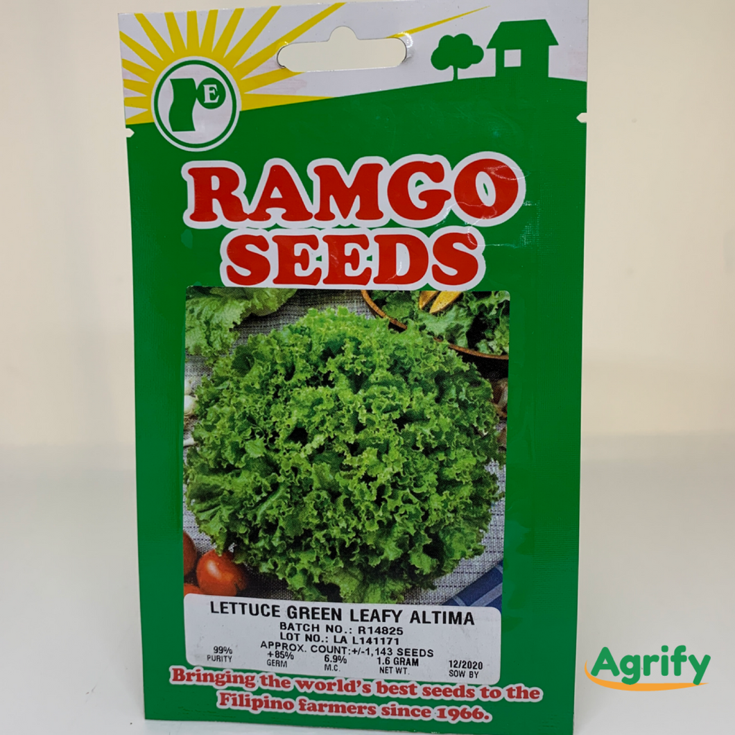 Lettuce Green Altima Seeds Ramgo